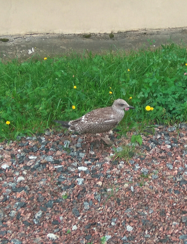 I met such a bird - Meeting, What kind of bird?, My