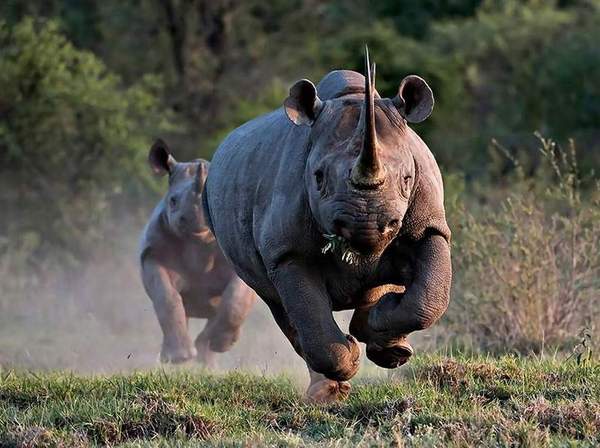 When you were released early from work - Rhinoceros, Joy, , Text, Escape