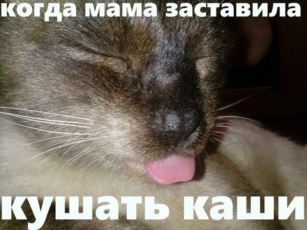 Mom they are - My, I'm at my mom's, Kotyak, Text, cat