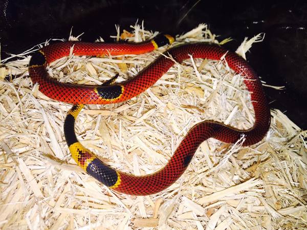 Unusual coral snake - Snake, Asp, Poisonous animals, Mutation