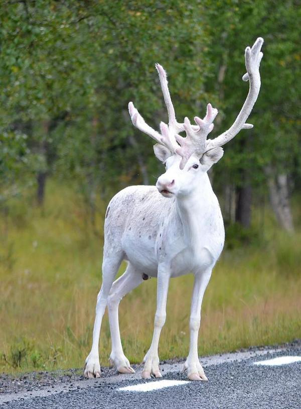 White deer. Mala, Sweden. - Photo, Deer, White, Albino, Deer
