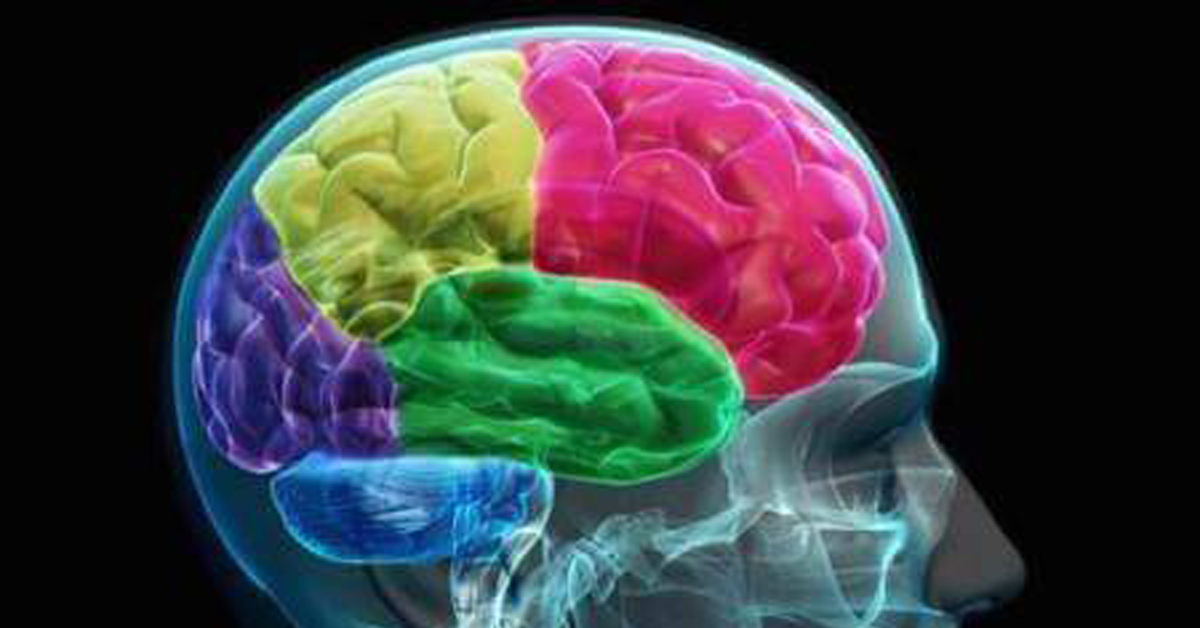 Мозг использует 10. Изучение мозга. Человеческий мозг стенд.