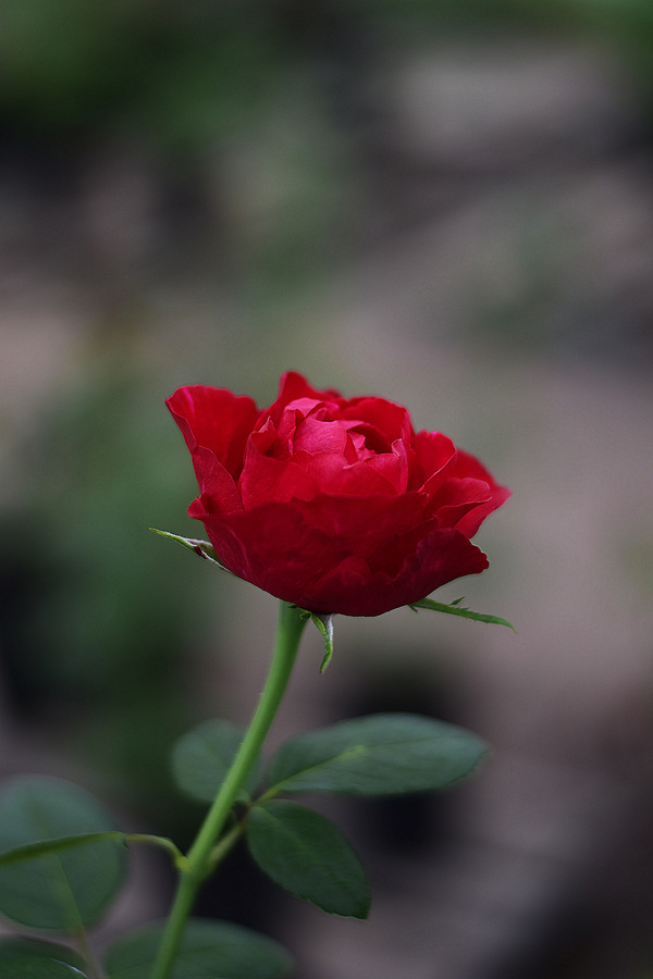 Immaculate - the Rose, My, Flowers, Nikon