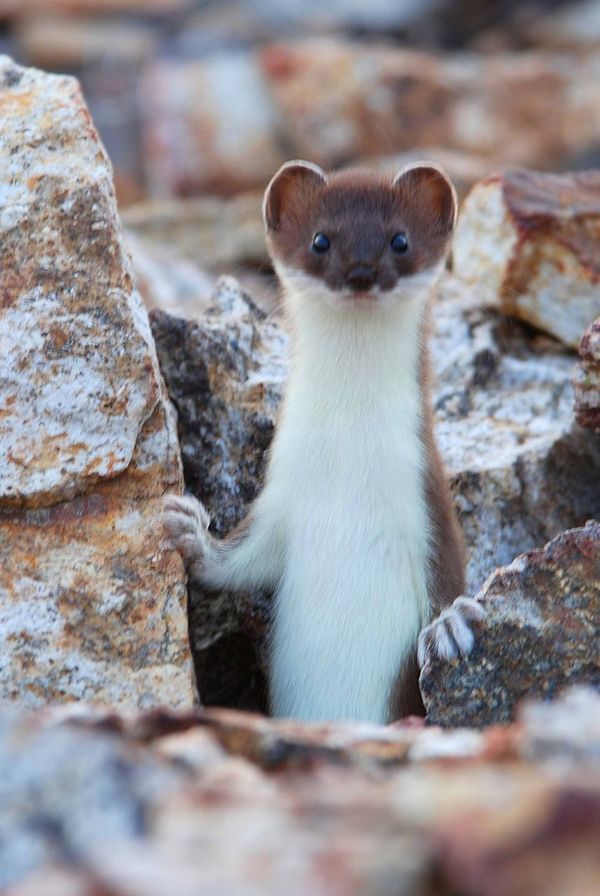 Who are you - Ermine, , Animals