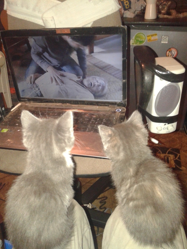 This is how we like to watch horror movies. - My, cat, Movies, View, Longpost