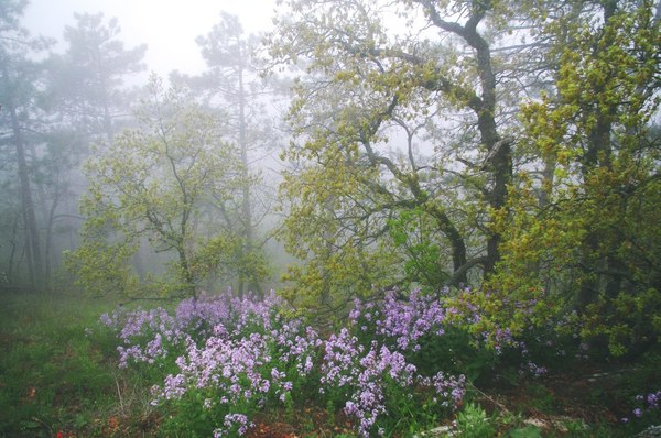 Foggy Kara-Dag. - My, Crimea, Kara-Dag, Koktebel, Russia, Fog, Photo, The mountains, Spring, Longpost