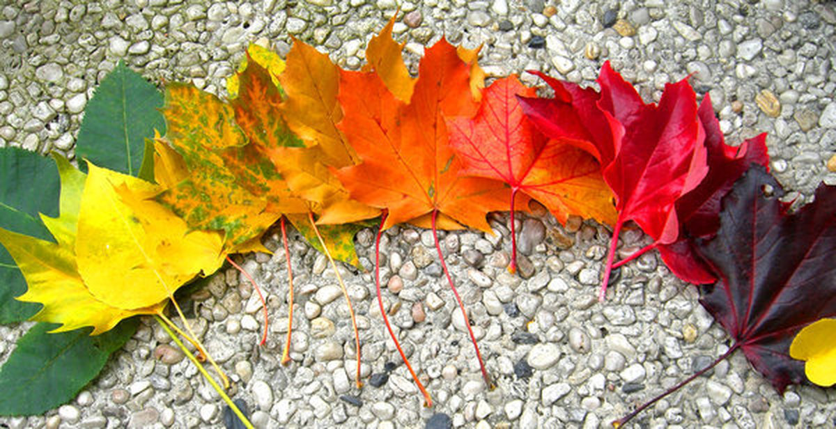 Каким цветом листья осенью. Осенние листья. Листья осенью. Цвета осенних листьев. Окрас осенних листьев.