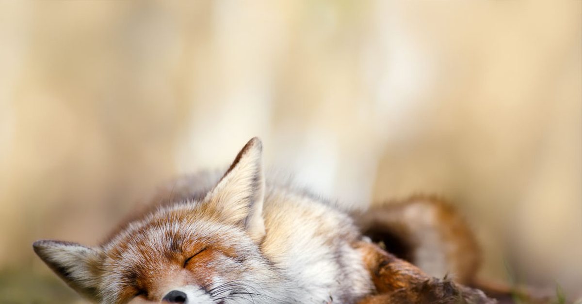 Лиса лапы. Милые лисички. Милые Лисьи лапки. Лиса лапы фото. Рыжая лиса во сне