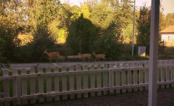 View from a window in Norway - My, Nature, Norway, View from the window, Deer, Deer