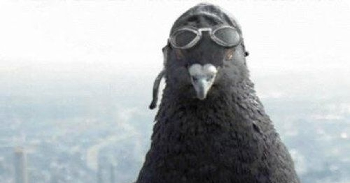 Голубь В Каске