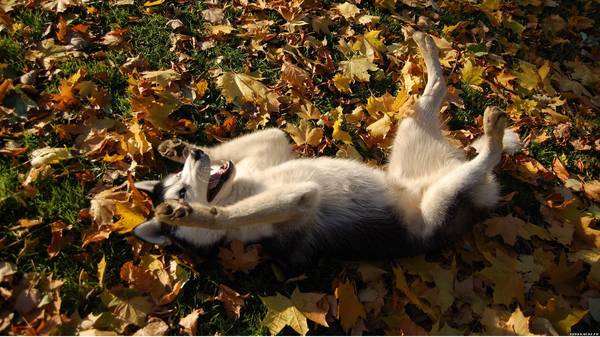 Breaking stereotypes. - Photo, Dog, Foliage