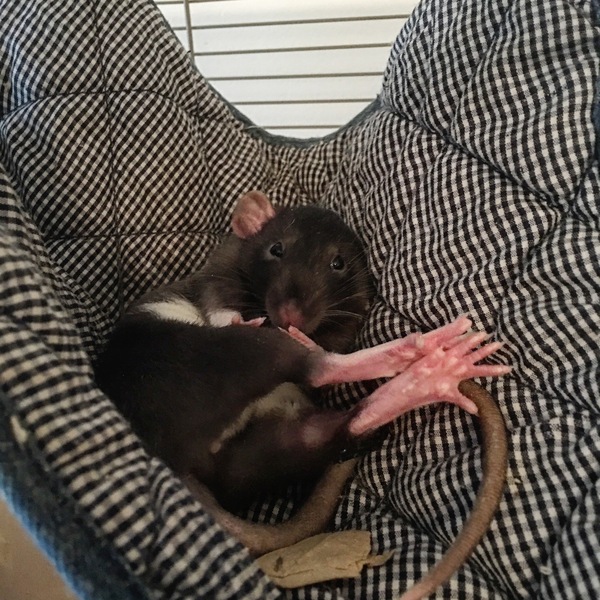 This is how my rat sleeps - Rat dumbo, Rat, Relaxation