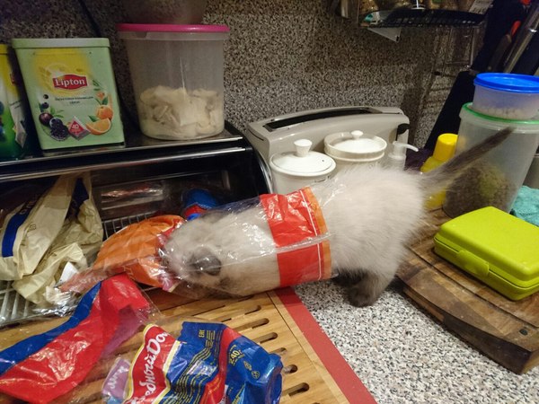 RosButerZhor - cat, Gluttony, Roskomnadzor, Breakfast