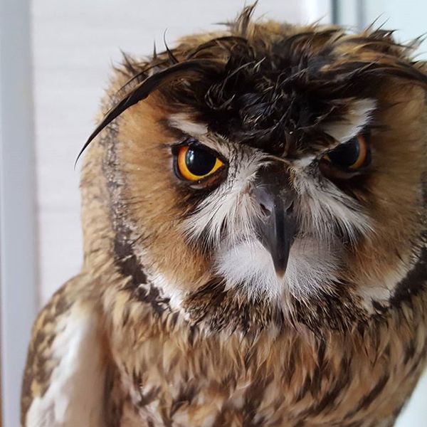     Grumpy Owl , , , , , Grumpy Owl