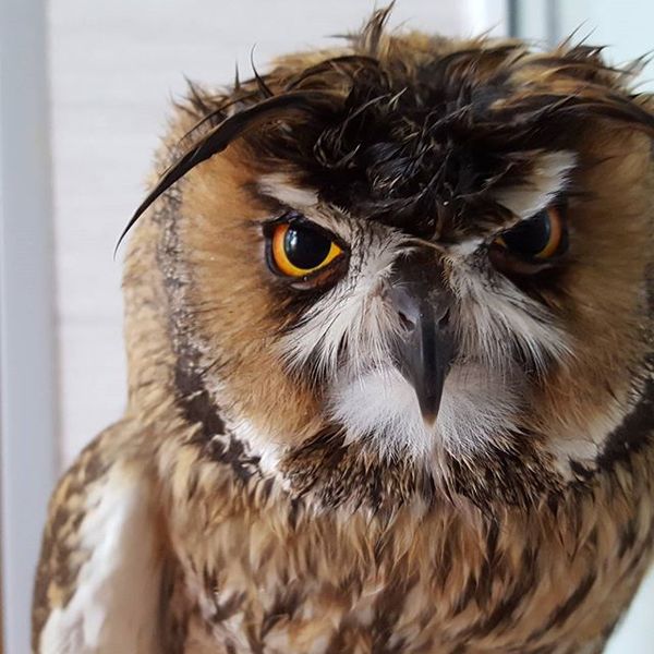     Grumpy Owl