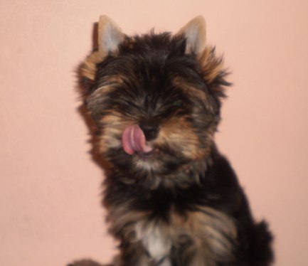 North Diamond Barney - My, Puppies, Yorkshire Terrier, Milota