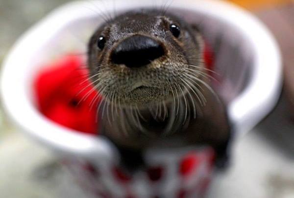 Why did you hang your nose? Everything will be great! - , Humor, Funny photos, Funny animals, Otter