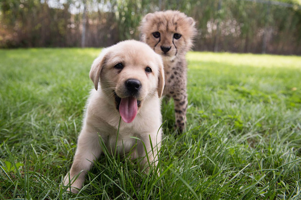 How a lonely cheetah cub befriends a puppy. - Animals, Cheetah, Dog, friendship, Positive, Longpost