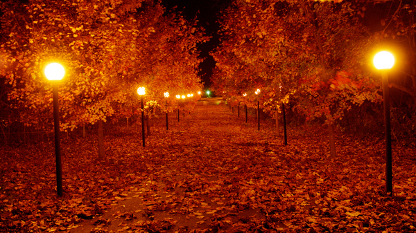 Autumn evening in the park. - Photo, Autumn, The park, Lamp, Foliage, Evening
