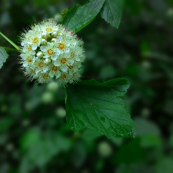 Spring Lviv - My, Flowers, Lviv, Greenery