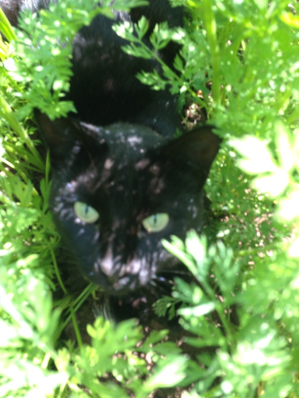 On the hunt - My, Black cat, Hunting