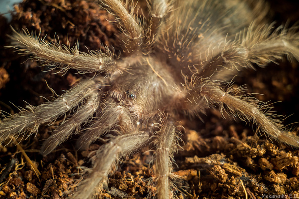 Meet the tarantula Semyon. - My, Macro, Helios, Helios 44m, Helios44, Spider, Bird spiders, Lasiodora parahybana, Longpost, Macro photography, Helios 44m