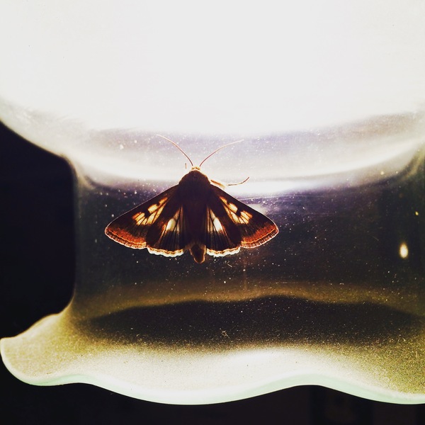 Flew into the light at night, and I saw something beautiful in this insect - Moth, My, Photo, Лампа, Light