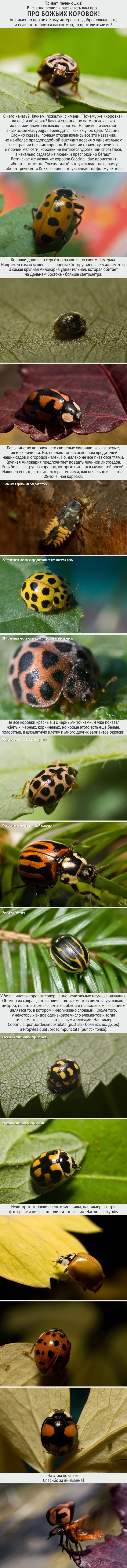 About ladybugs - My, Жуки, ladybug, Entomology, Macro, Longpost, Macro photography