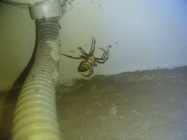 Beat the alarm?! - Aaa, , Tag, Spider, Arachnida