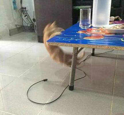 When you try to jump over your head - cat, Leap of Faith