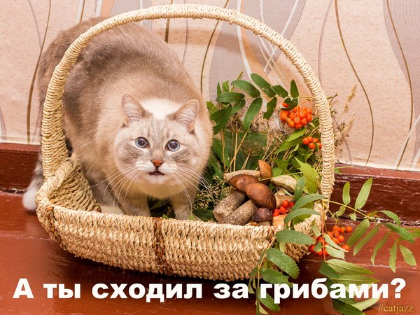 Jazz Cat - My, Jazz Cat, cat, Nyasha, Mushrooms, Eyes, Pets