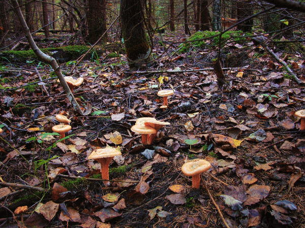 Rush and chernushki - My, Mushrooms, Mushroom season, Forest, Longpost, The photo, Ginger mushrooms