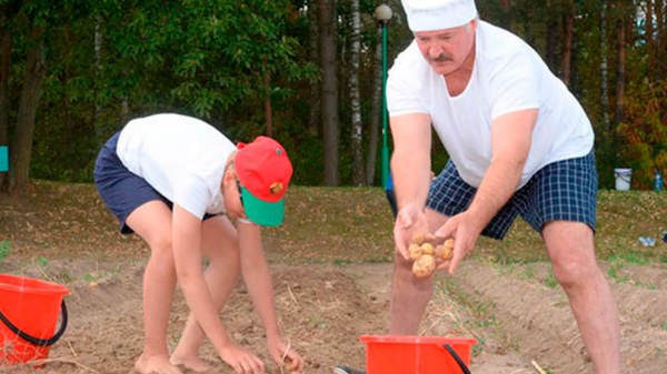 Haven't you picked potatoes yet?! - Potato, Alexander Lukashenko, Bulbashi, Republic of Belarus, Garden, Field, The president, Humor