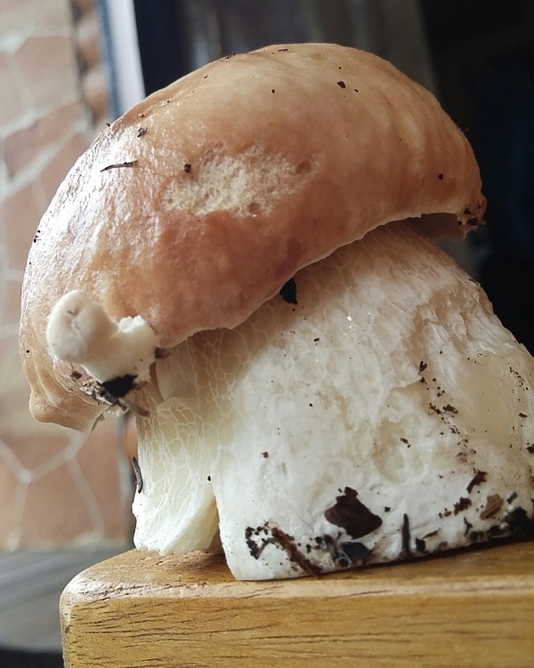 �������� �� �����