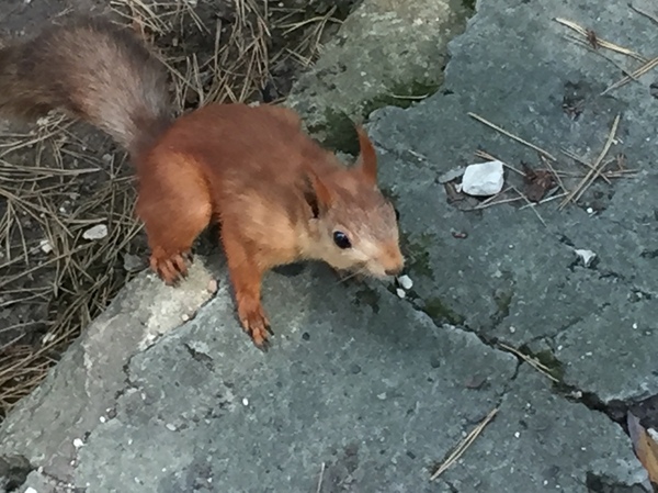 In the park of Kislovodsk - My, Kislovodsk, The park, Squirrel, Cattle