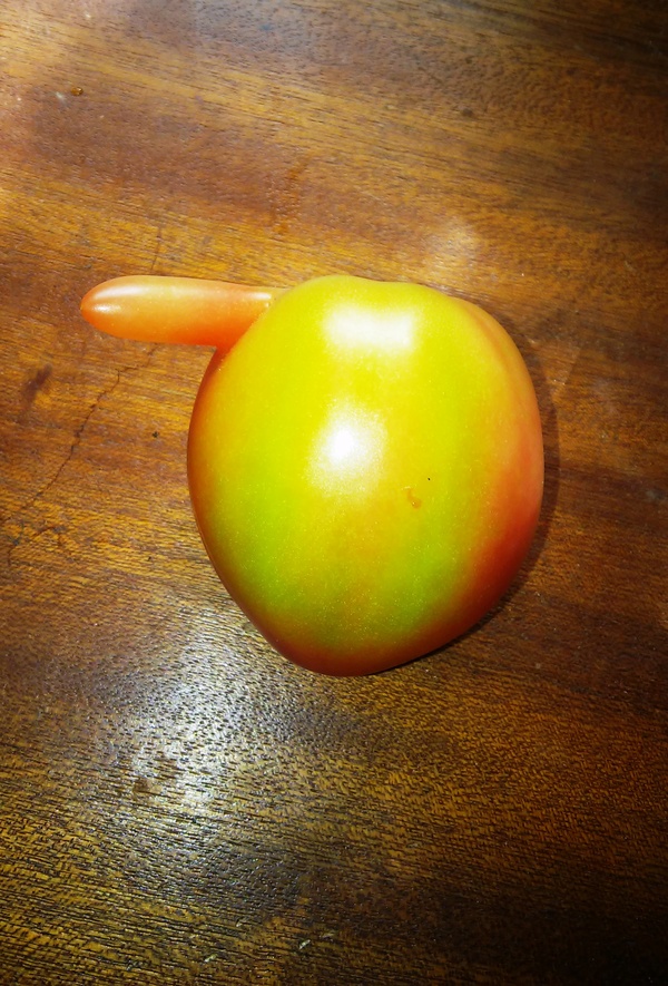 Tomato Gru. - My, Tomatoes, , Nose