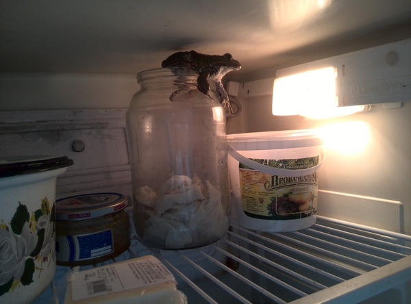 That feeling when food wants to run away. - Refrigerator, My, Amphibians, Amphibian