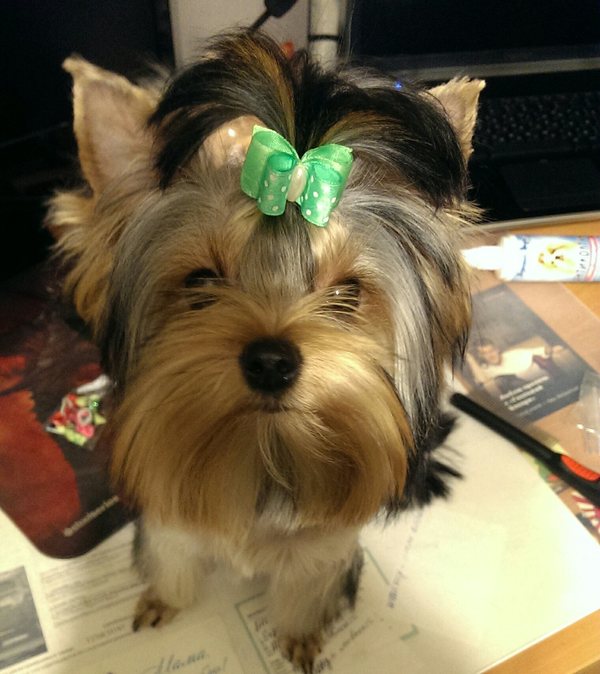 Margot - My, Dog, , Longpost, Yorkshire Terrier