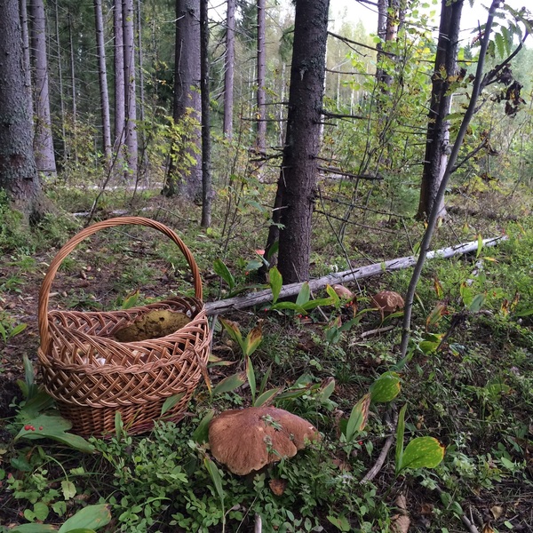 No, not Chernobyl! - My, Mushrooms, Silent hunt, Подмосковье