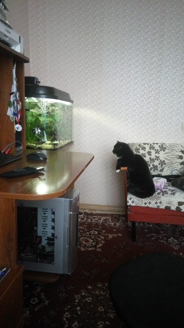 Cat TV - Aquarium, cat, My, TV set