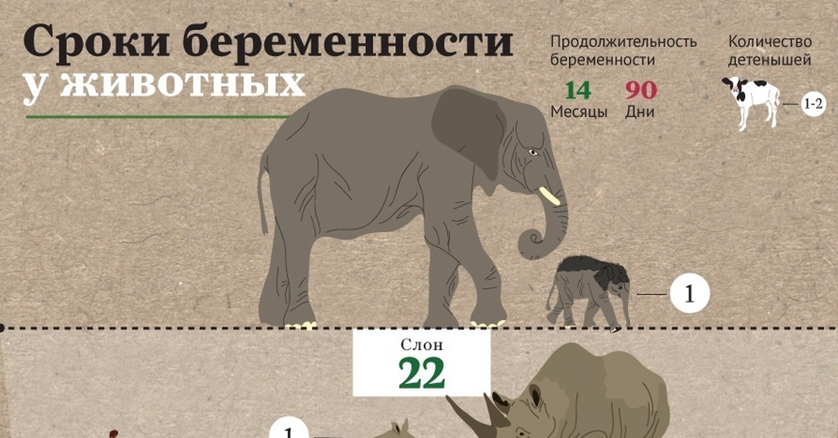 Сроки животных. Продолжительность беременности у животных. Продолжительность беременности у животных таблица. Сроки беременности у животных в месяцах. Срок беременности слона.