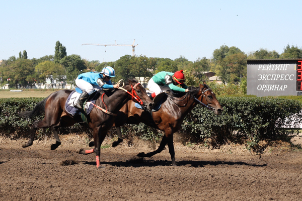 Races for the Governor's Cup in Rostov-on-Don - My, Horses, Horse racing, Rostov-on-Don, Governor's Cup, Photo, Longpost