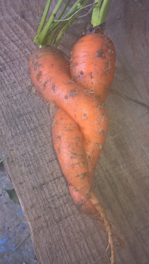 ������ �������)