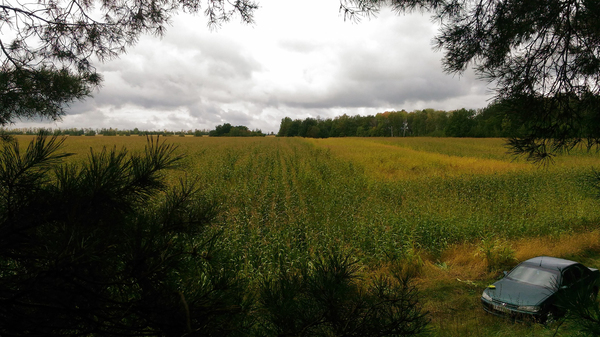 Endless corn field - My, Penza, Nature, Corn