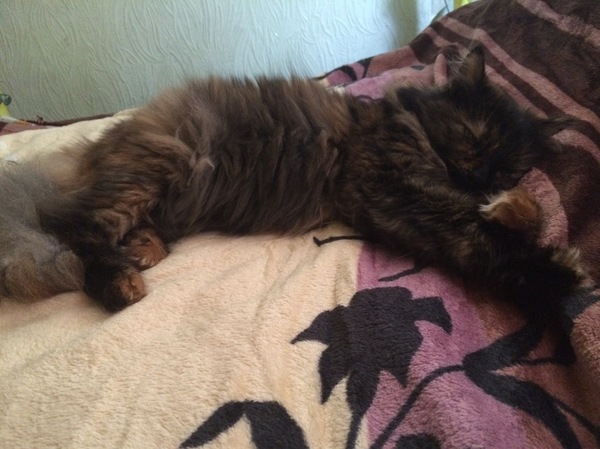 Воскресная кошка