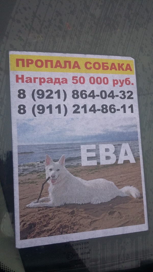 The dog is gone. St. Petersburg fishing - Dog, Help