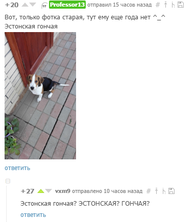 Estonian Hound - Humorist, Comments, Dog, Hound, Estonia, Estonian Hound, Peekaboo