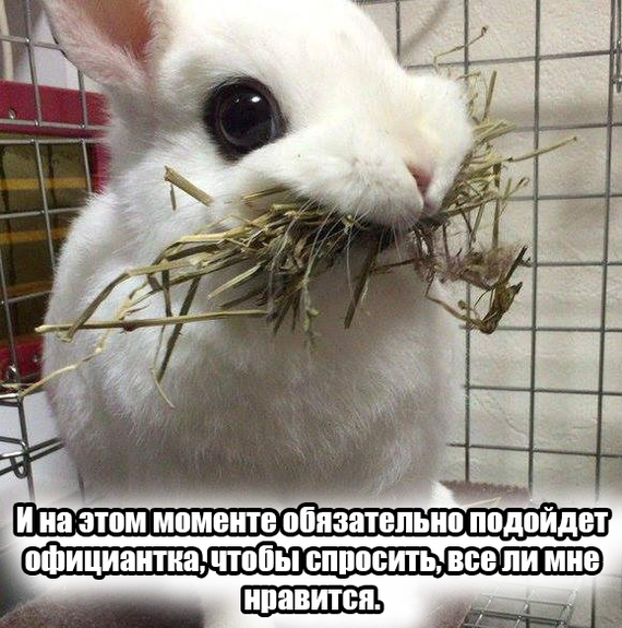 It happens... - My, Rabbit, Waiters, Is eating, Text