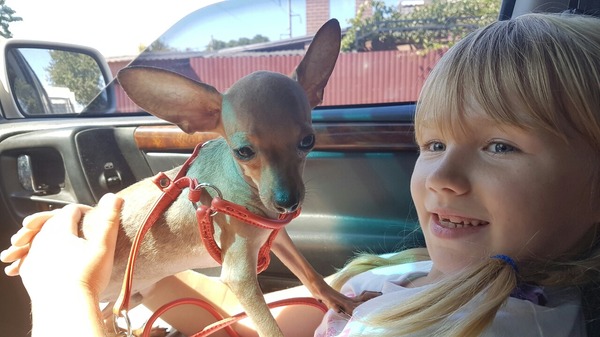 How we bought a dog for a child ... - Toy Terrier, Dog, My