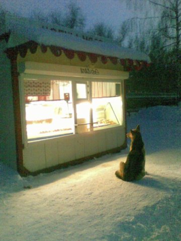 Waiting for a miracle ... - My, Winter, Dog, Expectation, Sausage